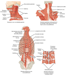 Anatomie : Nom des Muscles du Corps Humain - Boxlife