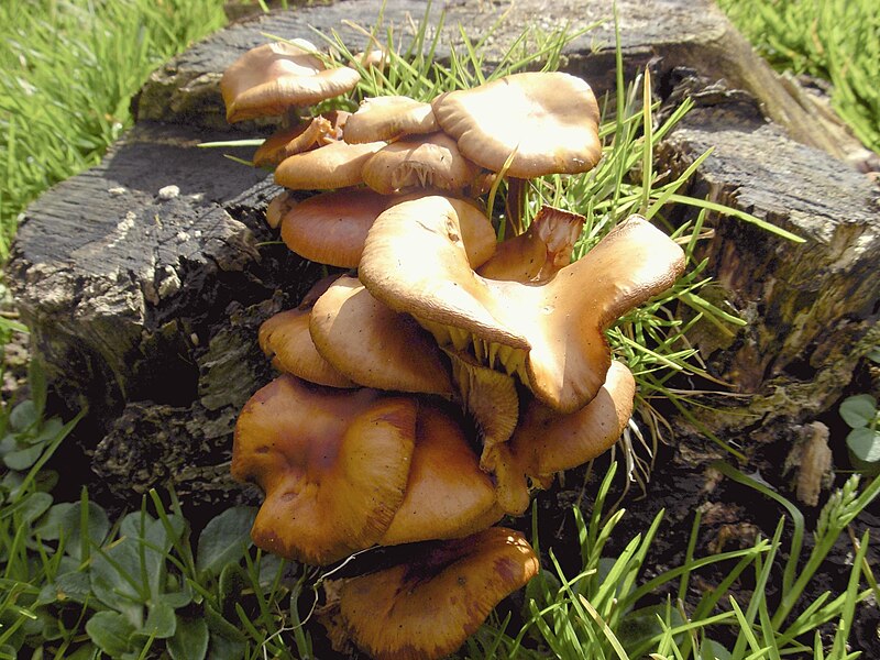 File:Mushrooms (1).jpg