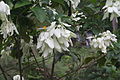 2011-04-25T19:15:04Z : user:Sreejithk2000 : File:Mussaenda White.jpg