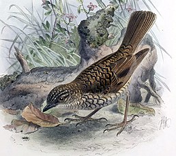 Оломао (підвид M. l. lanaiensis)