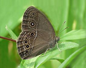 Mycalesis perseus (Dingy Bushbrown) wet-season-form