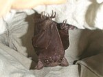 Thumbnail for East African little collared fruit bat