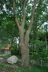 Boulder and Friedenseiche in July 2015