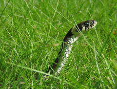 Змеи 4 1. Змейка в траве. Счастливая змея. Змея на Поляне. Grass Snake.