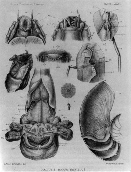 File:Nautilus pompilius anatomy.jpg