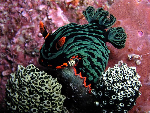 A slug, B slug, Sea slug. N is for Nembrotha kubaryana.