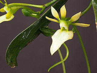 <i>Neobathiea grandidierana</i> Species of orchid