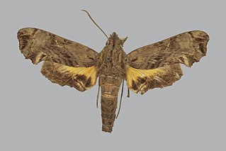 <i>Neogurelca sonorensis</i> Species of moth
