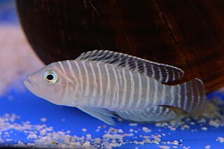 Neolamprologus similis