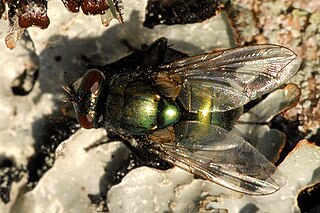 <i>Neomyia viridescens</i> Species of fly