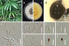 Neopestalotiopsis rhapidis (10.3897-BDJ.9.e70446) Figure 1.jpg