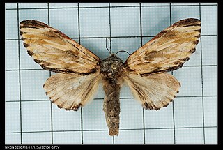 <i>Neopheosia</i> Genus of moths