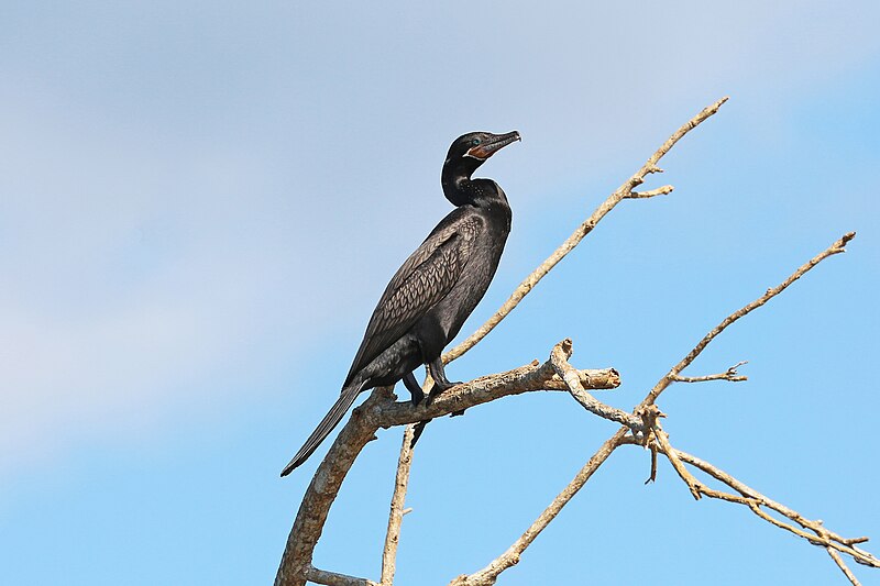 File:Neotropic cormorant in Costa Rica.jpg