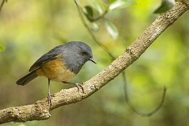 Большой короткокрылый дрозд (Sholicola major)