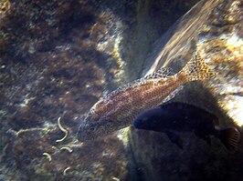 Nimbochromis linni