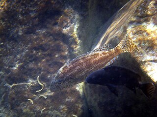 <i>Nimbochromis linni</i> Species of fish