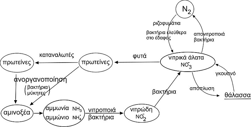 File:Nitrogen cycle el.jpg