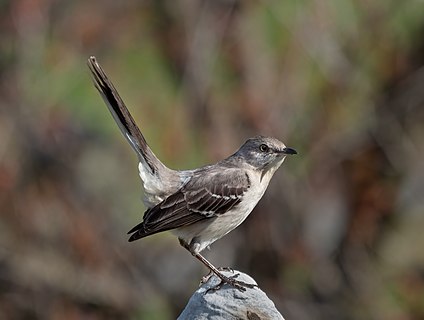 Northern mockingbird in a tail-up display