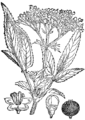 Smrdljivi bezeg. Sambucus ebulus. Illustration #96 in: Martin Cilenšek: Naše škodljive rastline, Celovec (1892)