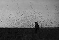 Locust swarm in Western Sahara