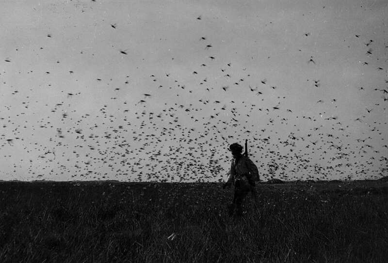 File:Nube de langostas en el Sáhara Occidental (1944).jpg