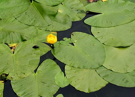 Карта кубышка. Кубышка (Nuphar). Кувшинка кубышка. Кубышка жёлтая. Nuphar pumila.