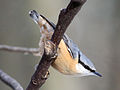 Nuthatch (Sitta europaea) Photo taken at Rheinspitze, Vorarlberg, Austria