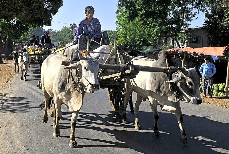 File:Nyaung Shwe, carretas 3.jpg