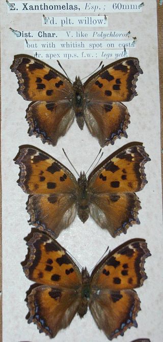 <i>Nymphalis xanthomelas</i> Species of butterfly