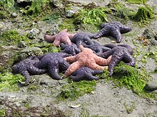 Cluster of stars, Salt Spring Island, British Columbia Ochre sea stars.jpg