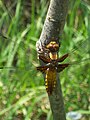 Young female in Georgia