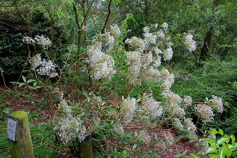 File:Olearia furfuracea - Trebah Garden - Cornwall, England - DSC01263.jpg