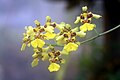 Oncidium polyadenium flowers