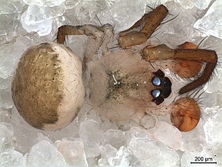 <i>Onocolus</i> Genus of spiders