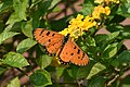 * Nomination: Open Wing Nectaring of Acraea terpsicore (Linnaeus, 1758) - Tawny Coster --TAPAN1412 01:58, 30 November 2023 (UTC) * Review Bokeh is noisy, NR will help. --Tagooty 04:34, 30 November 2023 (UTC)