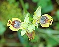 Ophrys lutea ssp. minor Sicily - Zingaro