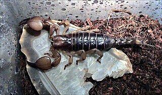 <i>Opistophthalmus</i> Genus of scorpions