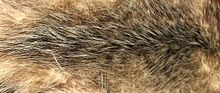 Opossum fur Opossum fur.jpg