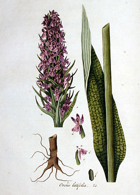 Orchis latifolia — Flora Batava — Volume v1.jpg