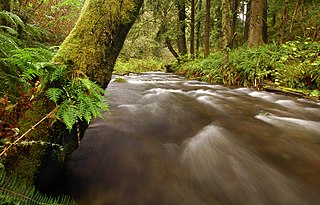 <span class="mw-page-title-main">Rock Creek Wilderness</span>