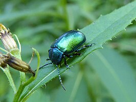 Oreina intricata