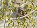 Oriental Turtle Dove (Streptopelia orientalis) (34194733934).jpg