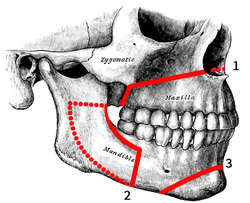 mandibula si maxilar