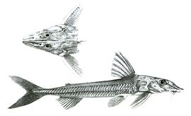 Leptodoras acipenserinus