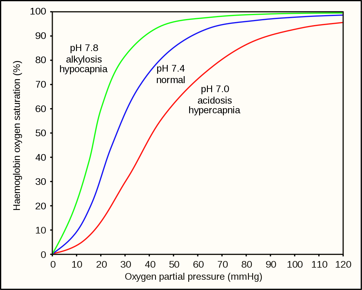 File:Oxygen-Haemoglobin dissociation curves.svg ...