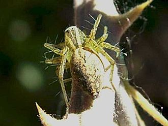 Oxyopes lineatus Oxyopes lineatus.jpg