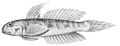 Oxyurichthys cornutus