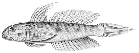 Oxyurichthys cornutus