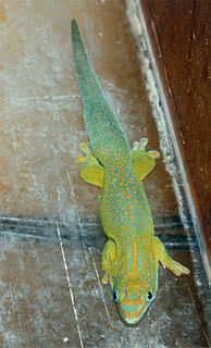 Yellow-throated day gecko Species of lizard