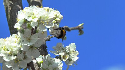 Bumblebees of Upper Swabia